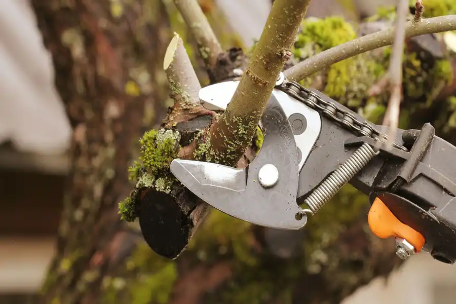 Reliable Tree Maintenance Tree Maintenance