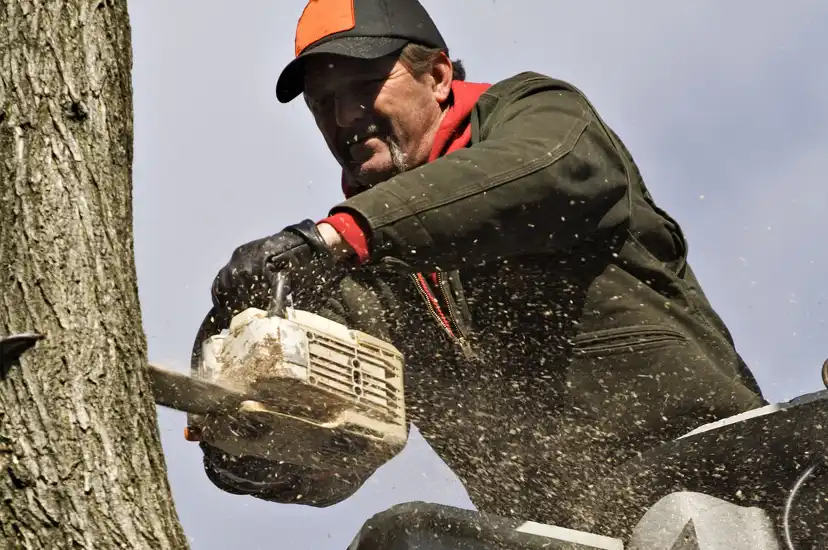 Reliable Tree Removal Tree Removal