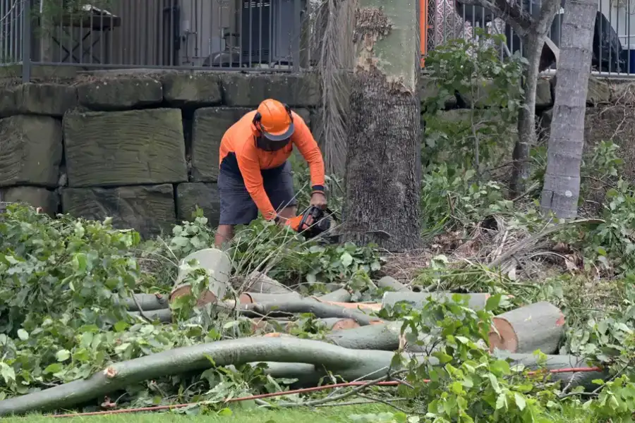 Affordable Tree Removal Smiths Station AL