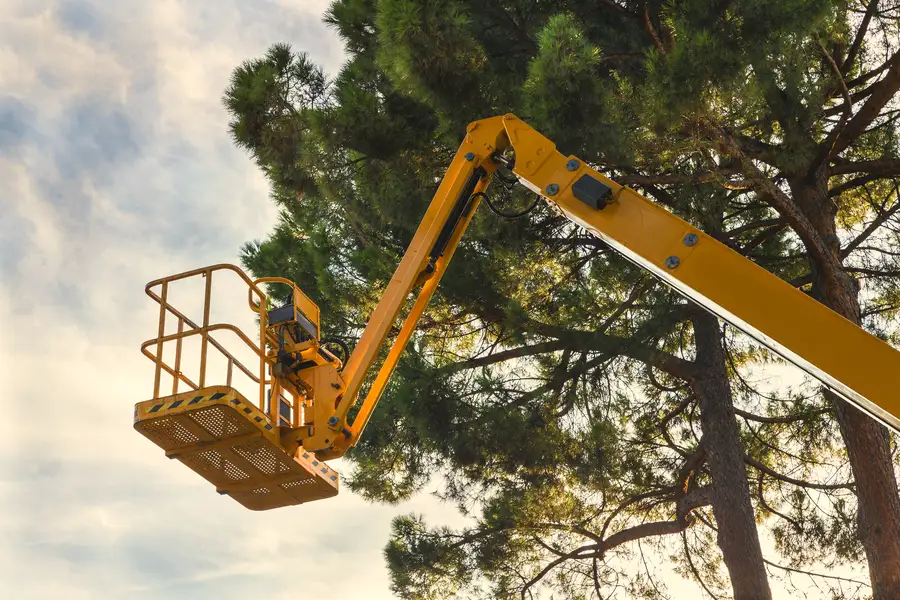 Essential Tips For Keeping Trees Healthy Year-round Smiths Station AL