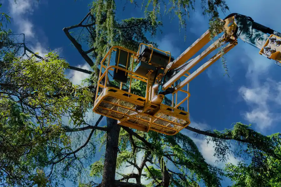 Experienced Tree Maintenance Smiths Station AL