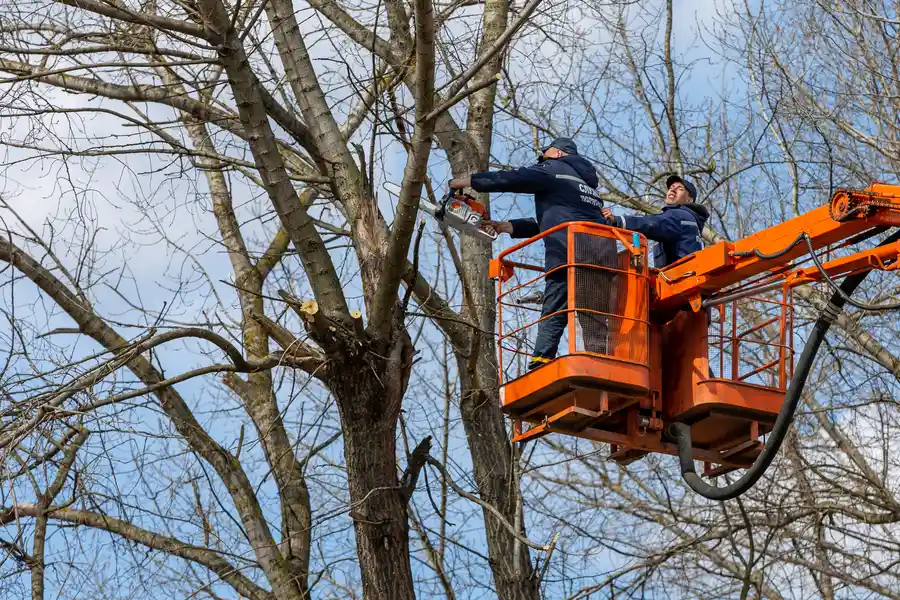 Expert Tree Removal Smiths Station AL