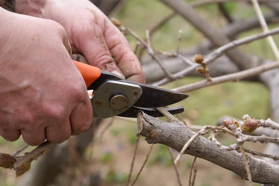 How Proper Tree Pruning Enhances Growth And Strength Smiths Station AL