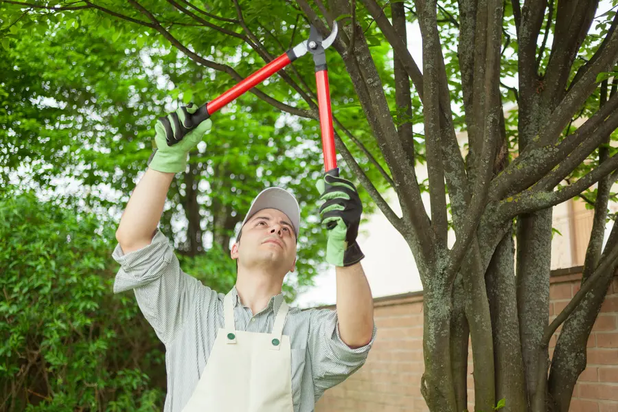 How Proper Tree Pruning Enhances Growth And Strength in Smiths Station AL