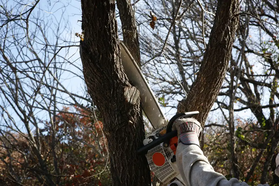 How Tree Removal Enhances Safety And Property Value Smiths Station AL