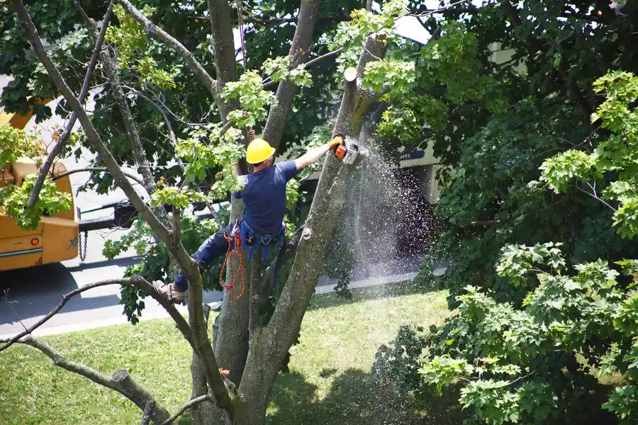 How Tree Removal Enhances Safety And Property Value in Smiths Station AL