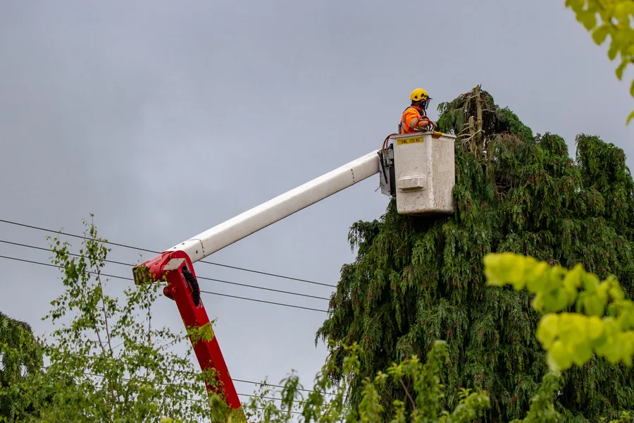 Reputable Tree Maintenance Smiths Station AL