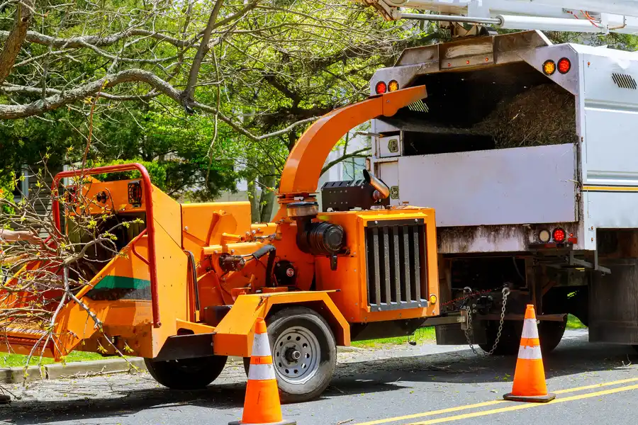 Signs That Indicate You Need Professional Tree Removal Services Smiths Station AL Signs That Indicate You Need Professional Tree Removal Services Smiths Station AL