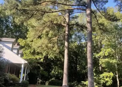 Landscaping Services and Tree Service Provider